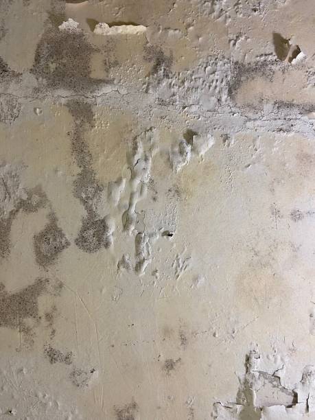 Best Attic Mold Removal  in Augusta, GA