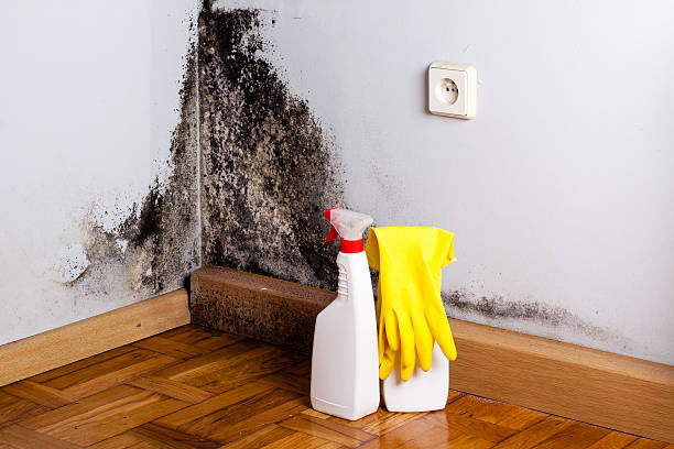 Best Black Mold Removal  in Augusta, GA