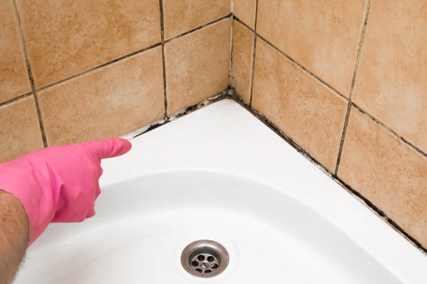 Best Same-Day Mold Removal  in Augusta, GA